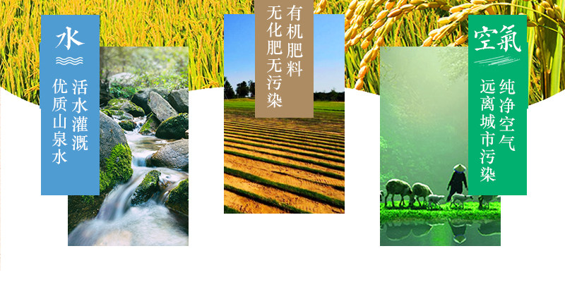 凌代表 再生稻大米 南方长粒香米真空包装 10斤 图11