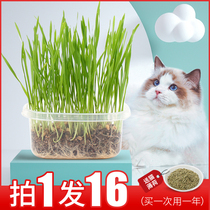 Cat grass seeds hydroponic cat snacks hairball cream cat grass seed planting set cat supplies