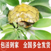 Brazilian Tortoise Living Lively Batch Deepwater Turtle Lovers Easy to live outside pond Home Turtle Food Nets Red Packets Live Reptiles