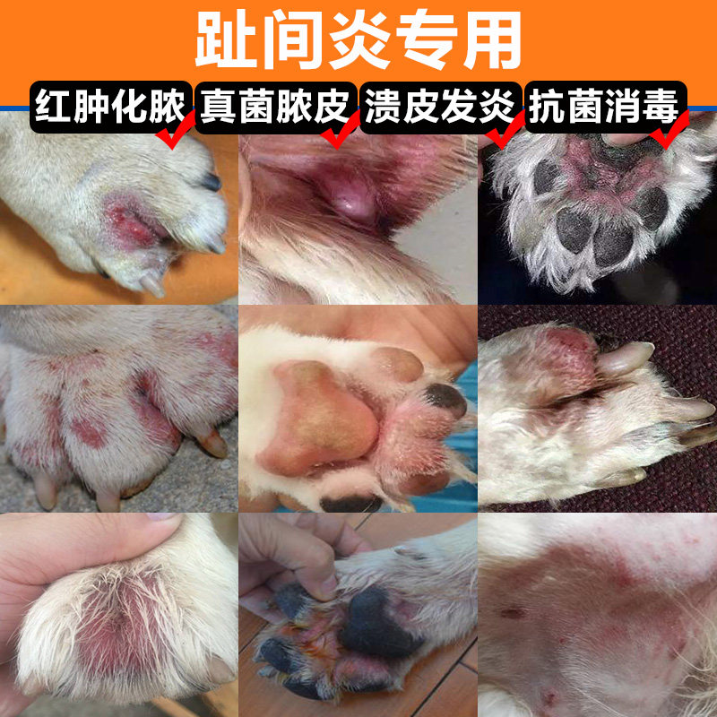 狗狗舔腳會怎樣 小心指尖炎找上 獸醫師好囉嗦 聯盟動物醫院