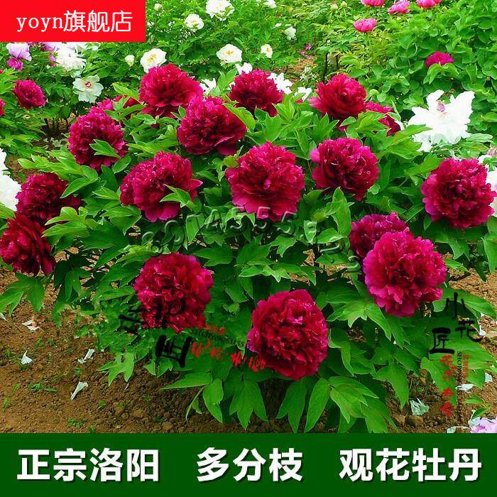 = Luoyang peony flower pot Yangplanting boutique Miao ornamental peony Miao Four Seasons outdoor terrace flowers Big Miao Dolflower-Taobao
