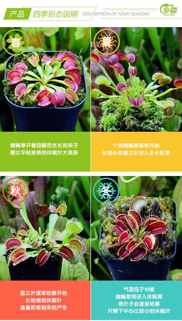 насекомоядное растение 基地直销【g14捕蝇草大型品种】食虫植物猪笼草驱蚊草植物绿植