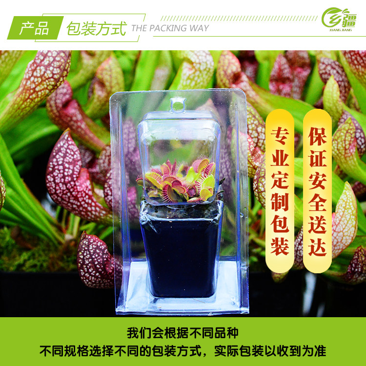 насекомоядное растение 基地直销【g14捕蝇草大型品种】食虫植物猪笼草驱蚊草植物绿植