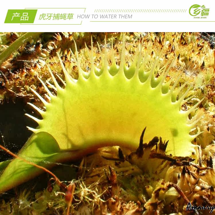 насекомоядное растение 基地直销【虎牙捕蝇草dionaea tiger teeth】稀有食虫植物