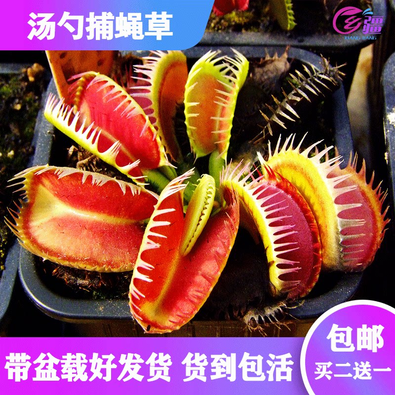 乡疆旗舰店