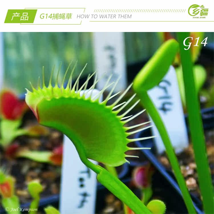 насекомоядное растение 基地直销【g14捕蝇草大型品种】食虫植物猪笼草驱蚊草植物绿植