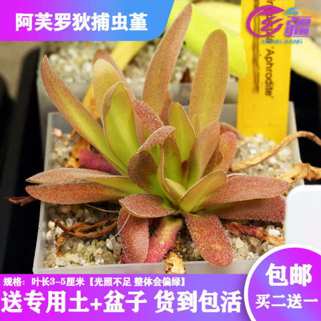 Insect-catching insectivorous plant Flytrap Nepenthes mosquito-repelling grass succulent plant green plant potted plant