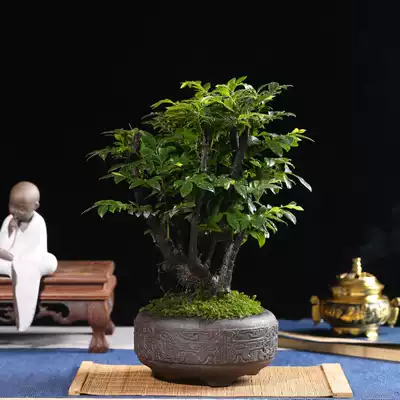 Small leaf red sandalwood bonsai tree stump micro landscape Evergreen Air Air office desktop green plant bamboo viewing leaves