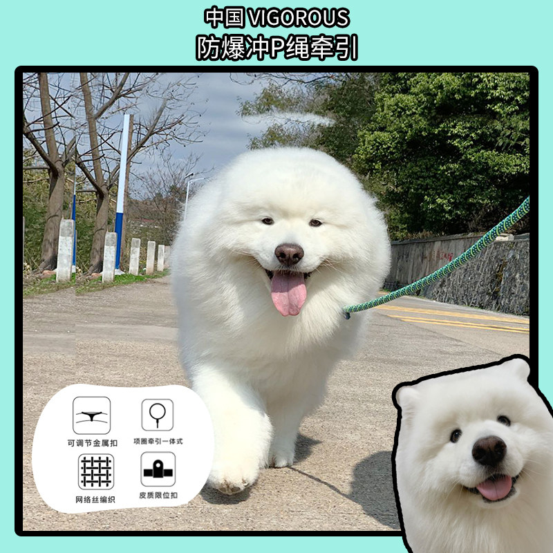 Max Orange Konishi same style explosion-proof punching P chain traction rope medium and large dog walking rope anti-leash dog Samoyed