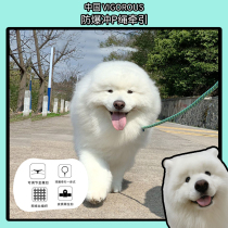 Max Orange Konishi same explosion-proof punch P chain traction rope medium and large dog walking dog rope anti-strangle dog Satsuma