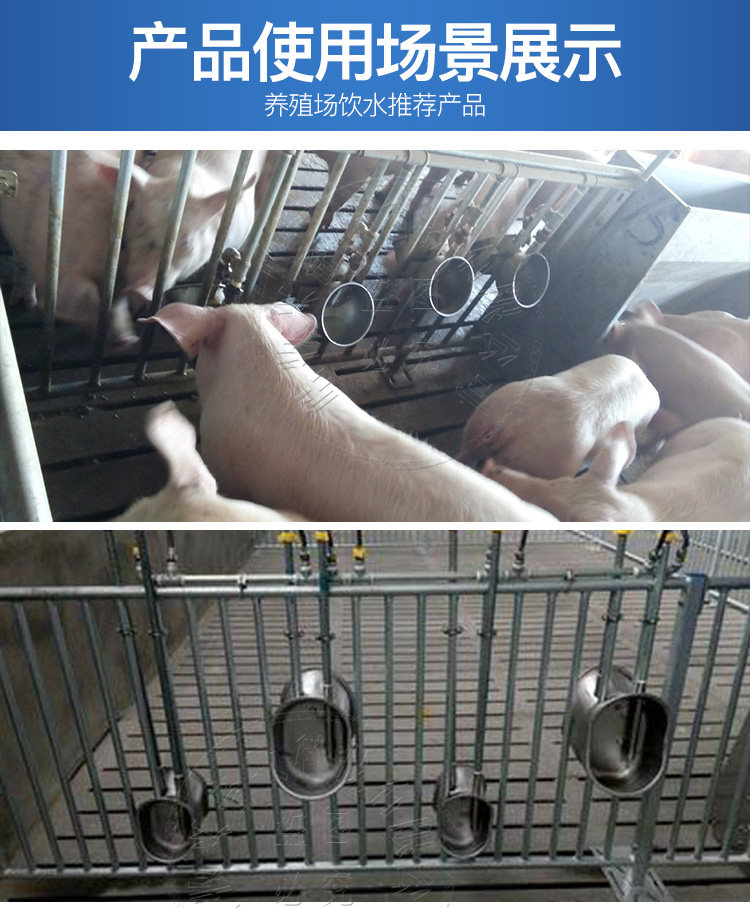 小猪饮水槽,小猪饮水碗 - 伤感说说吧