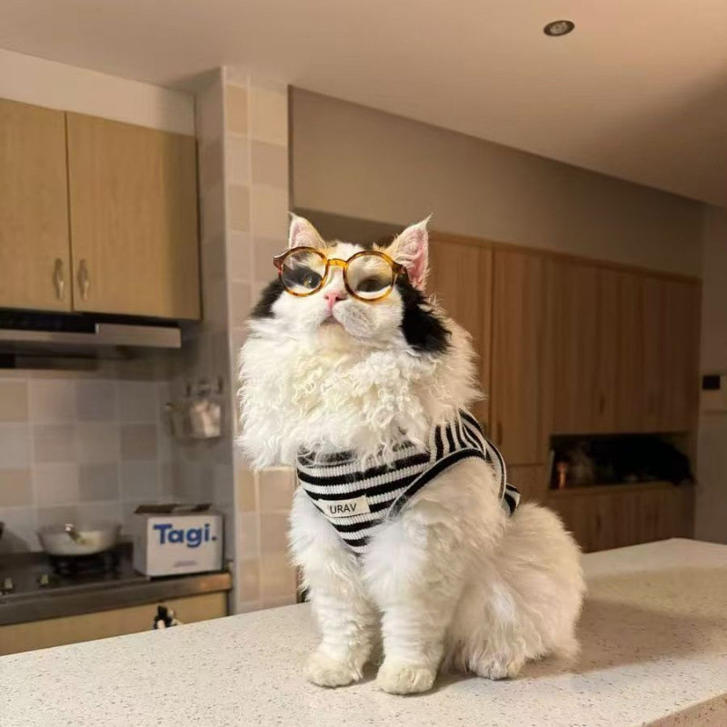猫咪衣服夏季薄款小型犬防掉毛透气银渐层可爱短脚猫幼猫条纹背心