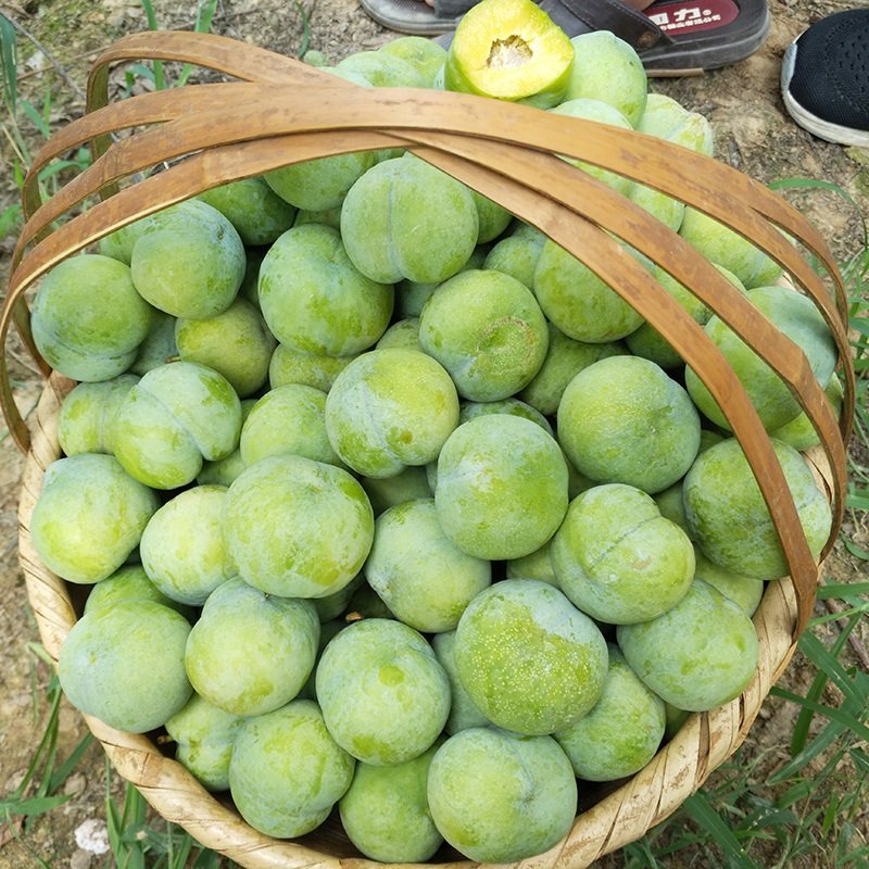 Sichuan specialty plums Fresh green plums are picked in season and