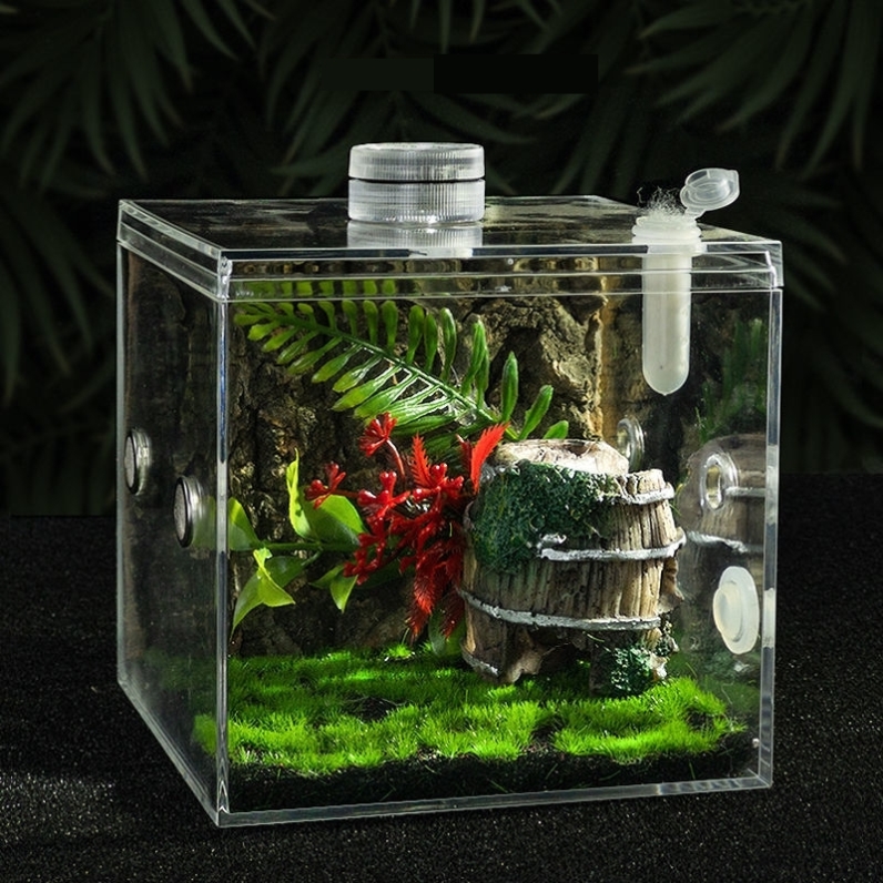 鸣虫天地：探索黄蛉盒与蚁蛉的独特饲养之道