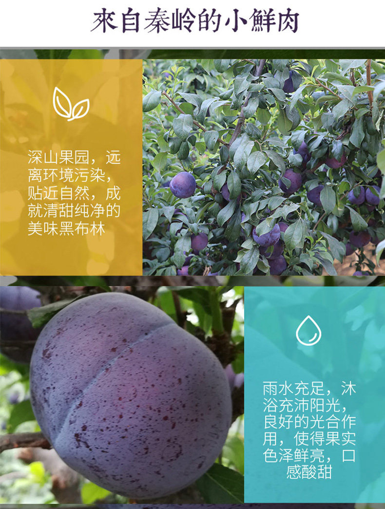 陕果益农 陕西黑布林李子 5斤 图3