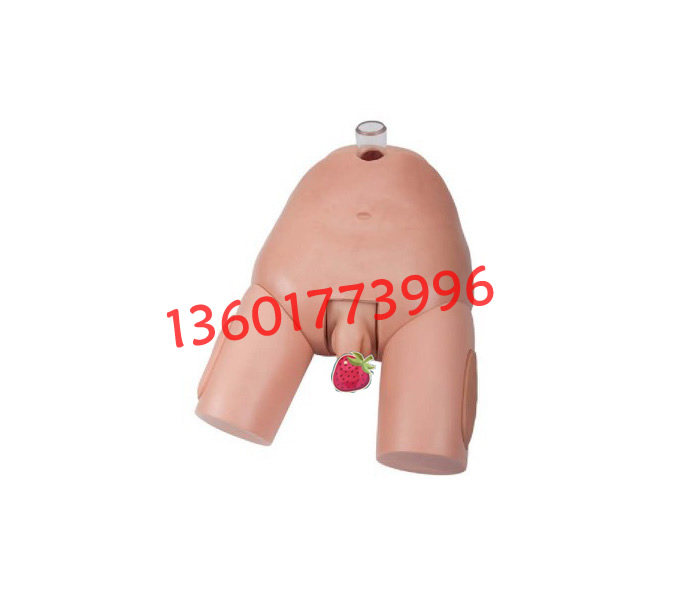 高级男性膀胱穿刺模型膀胱穿刺操作模型男女性膀胱练习模型