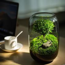 Moss micro-landscape ecological bottle jar finished potted plant bonsai finished landscaping red nan green plant good for feeding desktop bedroom