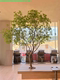 Artificial Anesthesia Wood Landscape Indoor and Outdoor Nordic Style Ornaments Window Decoration Hanging Bell Tree Large Green Plant Landscaping Combination