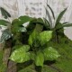 High-Quality Artificial Large Bunches of Hand-Feel Realistic Bird's Nest Fern and Colorful Taro Leaves for Indoor Landscape and Garden Decoration
