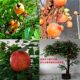 Simulated Orange Tree, Large Indoor and Outdoor Artificial Fruit Tree, Apple Tree, Landscaping Decoration, Fake Tree, Banyan Tree, Shopping Mall, Hotel