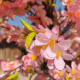Simulated Begonia Flower Tree Decoration, Artificial Pear Tree, Artificial Apple Tree, Indoor Dining Area, Shopping Mall Micro-Landscape Soft Decoration