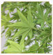 Artificial Green Maple Tree Japanese-Style Garden Maple Fake Tree Large Indoor Landscaping Zen Wabi-Sabi Style Dry Landscape Feature