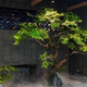 Artificial Green Maple Tree, Chicken Claw Maple Bonsai, Fake Tree Floor Decoration, Tea Room Indoor Green Plant Landscaping Decoration