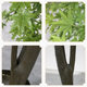 Artificial Green Maple Tree Japanese-Style Garden Maple Fake Tree Large Indoor Landscaping Zen Wabi-Sabi Style Dry Landscape Feature