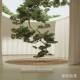 Large Hanging Artificial Welcoming Pine Tree Wall Decoration with Upside-Down Pine Branches for Indoor Display, Tea Room, Entrance, Hotel Landscaping