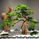 New Chinese-Style Artificial Welcoming Pine Tree with Real Wood Root Carving, Suitable for Entryway, Window Display, Landscape Decoration, and Greenery