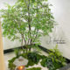 Simulated Maple Tree, Chicken Claw Maple Landscape Display Window, Shopping Mall Tea Room Artificial Tree Decoration, Floor-Standing Ornament, Solid Wood Tree Landscaping