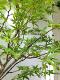 Artificial Maple Tree with Maple Leaves, Fake Tree for Window Display, Large Indoor Design Decoration, Nordic Style Green Plant, Green Maple