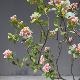 Simulated Island Spring Flower Tree Display Window Indoor Greenery Office Staircase Decoration Landscaping Ornaments Plant Landscape Artificial Tree