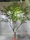 Artificial Maple Tree with Maple Leaves, Fake Tree for Window Display, Large Indoor Design Decoration, Nordic Style Green Plant, Green Maple