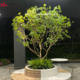 High-End Horsewood Window Display Landscaping, Artificial Plants, Indoor Simulated Greenery, Decorative Trees, Large Fake Trees, Minimalist Landscape