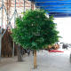 Large Artificial Banyan Tree, Fake Tree, Wish Tree, Hotel and Scenic Area Wedding Project Indoor Landscaping, Forest-Style Decoration, Green Banyan Tree