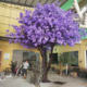 Artificial Blue Jacaranda Tree, Fake Tree, Cherry Blossom Tree, Purple Indoor Living Room Wedding Decoration, Window Display, Floor-Standing Decorative Landscape