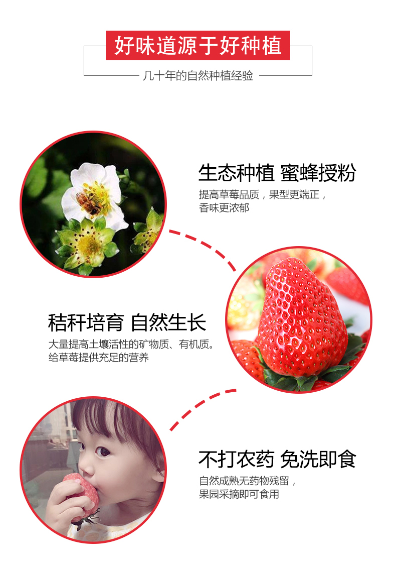 丹东东港 99红颜奶油草莓 3斤 图4
