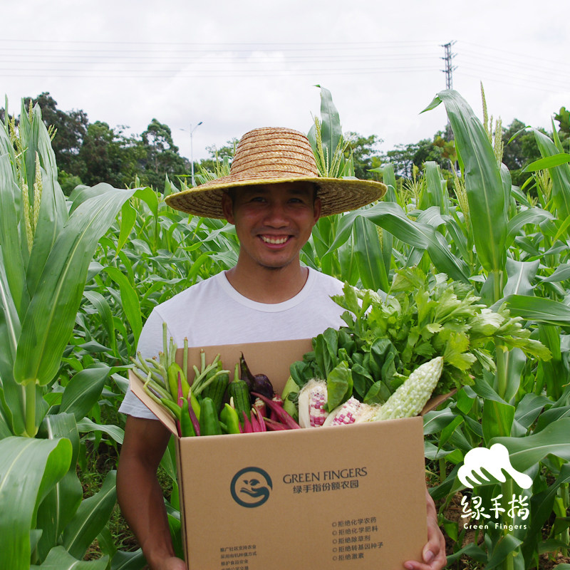 Green finger 6 Jin Zhuhai City home with organic vegetables 9 times Experience share) Green home production