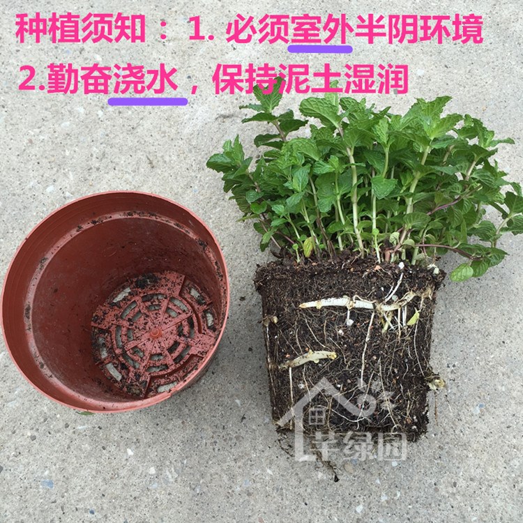 Mint pot spearmint dyu lemon fragrant bee grass the plants drive midge grass edible cocktail making tea