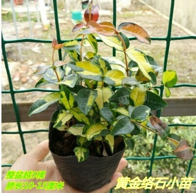 Золотая джинлуо камень Золотой Глиш камень висящая орхидея висящая горшка саженцы разноцветные листовые поля находятся в хорошем состоянии