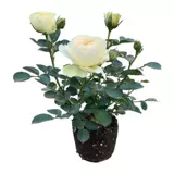 Розовые саженцы с цветами с бутонами и цветами, цветами, зелеными растениями в помещении и на открытом воздухе на балконе с лишними цветами розы