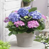 Восемь бессмертных шариков цветут круглый год и бесконечно цветы в летних гидроиседаниях в горшках цветы