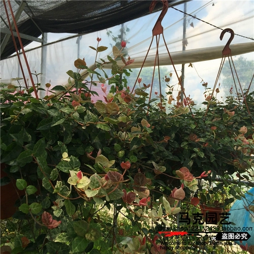 Золотая джинлуо камень Золотой Глиш камень висящая орхидея висящая горшка саженцы разноцветные листовые поля находятся в хорошем состоянии