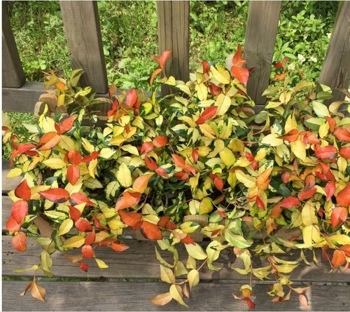 Золотая джинлуо камень Золотой Глиш камень висящая орхидея висящая горшка саженцы разноцветные листовые поля находятся в хорошем состоянии