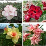 Тяжелые лепестки в пустынной розе старые лепестки песчаные саженцы роза цветы четыре сезона цветущие бутоны, зеленые растения цветы и растения