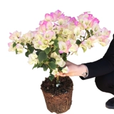 Двойные лепестки и саженцы для цветов сливы с цветочными почками и цветами в течение всех сезонов. В помещении и на открытом воздухе балкон. Цветочные горшечные растения. Восхождение на зеленые растения.