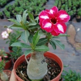 Тяжелые лепестки в пустынной розе старые лепестки песчаные саженцы роза цветы четыре сезона цветущие бутоны, зеленые растения цветы и растения