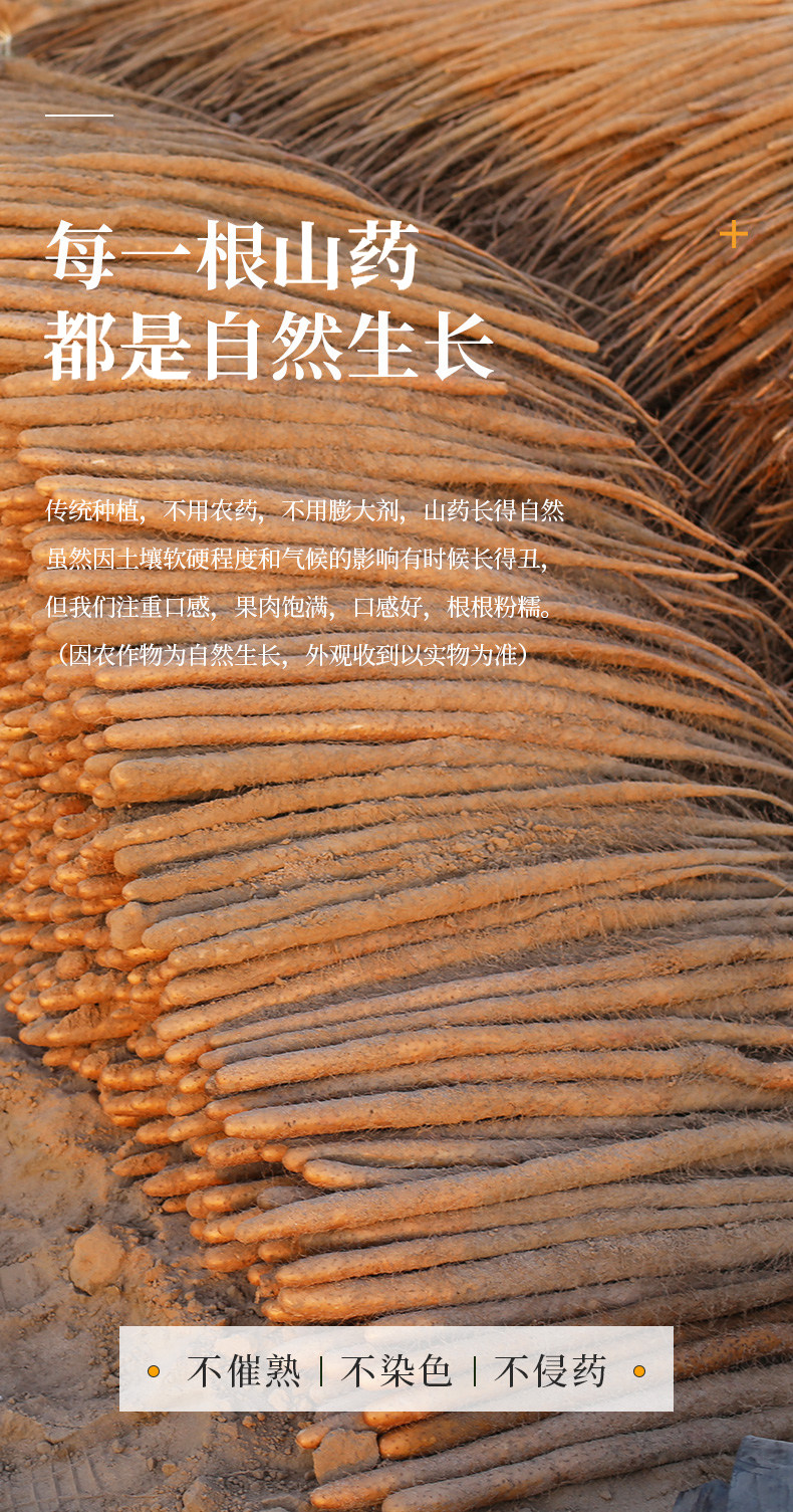 Yam General Page_07.jpg