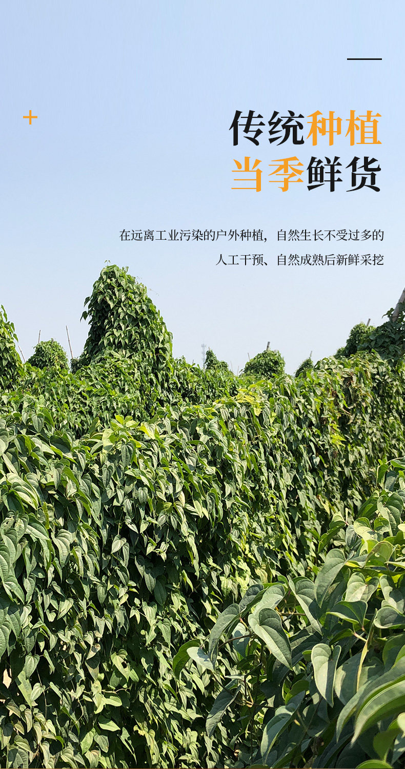Yam General Page_04.jpg